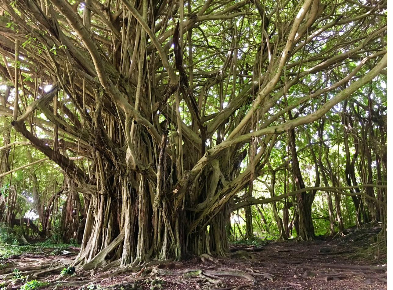 Lush Hawaiian rainforest and mountains