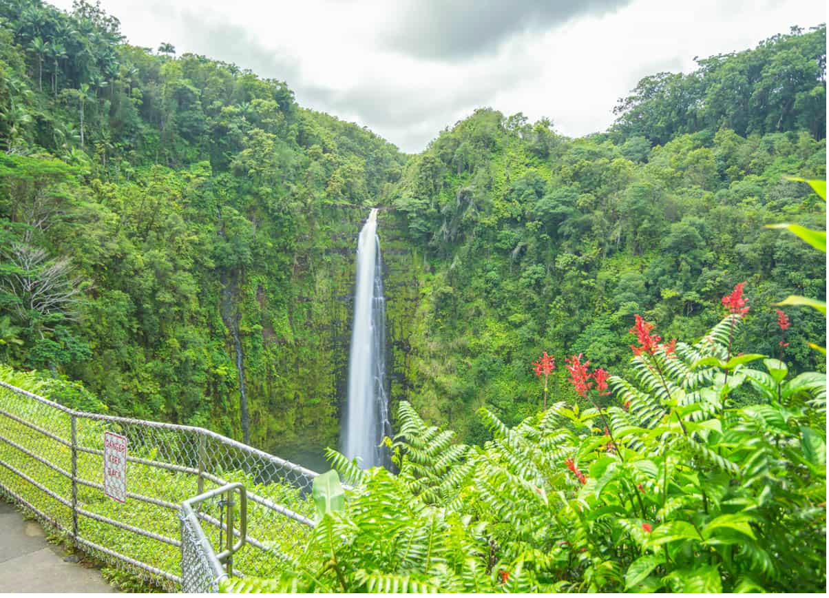 Akaka Falls 442-foot waterfall surrounded by tropical rainforest