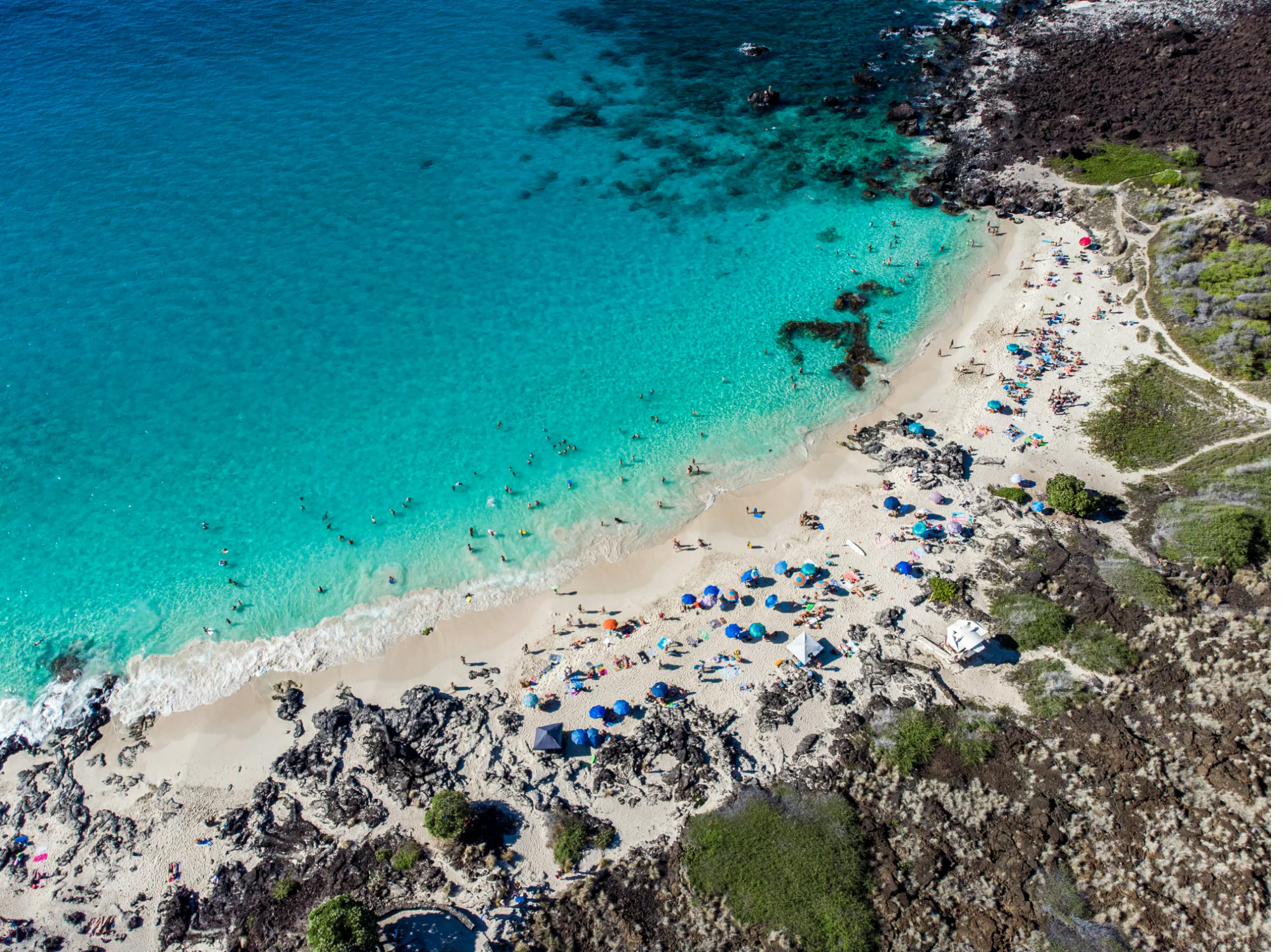 Sea turtle swimming in clear Hawaiian waters